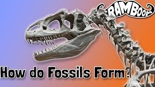 How do Fossils Form [upl. by Grevera586]