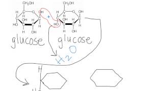 Maltose Dehydration Synthesis [upl. by Parthena492]