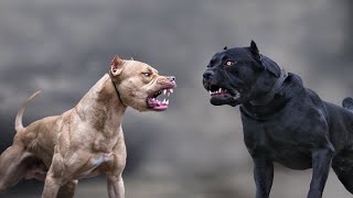 Cane Corso VS Pitbull  Highlights 101 [upl. by Lotte]