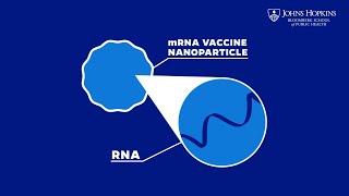 How Do mRNA Vaccines Work Heres What You Should Know [upl. by Tomas25]