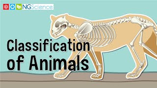 Classification of Animals [upl. by Jimmie37]