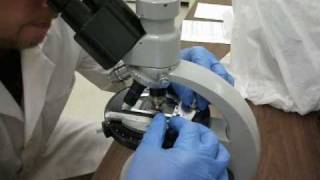 Asbestos testing with Polarizing Light Microscope [upl. by Sacrod]