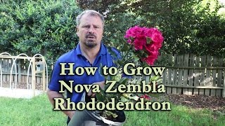 How to grow Nova Zembla Rhododendron with a detailed description [upl. by Palmore]