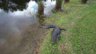 Alligator at Orange Lake Resort Kissimmee Florida [upl. by Pedrick]