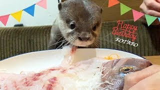 カワウソ コタロー 誕生日おめでとう！鯛の姿造りと刺身盛に大興奮！！ Kotaro the Otter Happy 1st Birthday [upl. by Anstice]