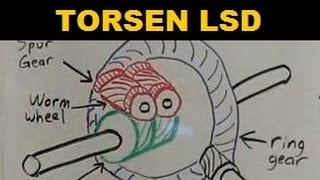 Torsen Limited Slip Differential  Explained [upl. by Einatsed]