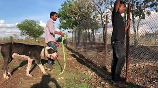 Bully kutta vs Alabai  Central Asian shepherd Dog 8083400500 [upl. by Richardo]