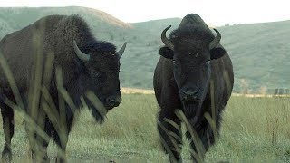 Bison  Farm To Fork Wyoming [upl. by Allac702]