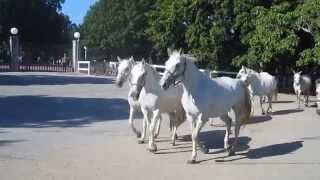 Lipizzaner horses Lipica Slovenia 1912 [upl. by Cynar]