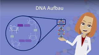 DNA Aufbau leicht erklärt [upl. by Weiman672]