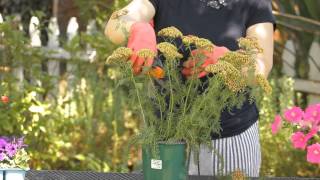 How to Prune a Yarrow Plant  Garden Space [upl. by Artsa]