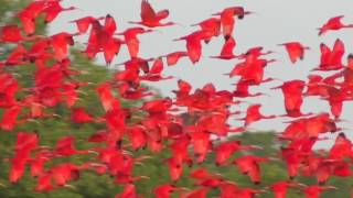 Scarlet Ibis [upl. by Mastrianni]