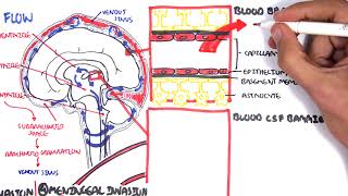 Bacterial Meningitis Pathophysiology [upl. by Alithia]