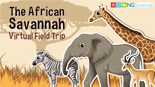 African Savannah – Virtual Field Trip [upl. by Obmar]