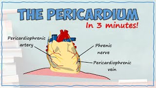 The Pericardium [upl. by Analle947]