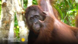 Orangutan Uses Acrobatic TreeHopping to Get Food 🌴 Orangutan Jungle School  Smithsonian Channel [upl. by Okia]