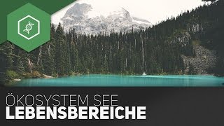 Ökosystem See  Lebensbereiche [upl. by Derick325]