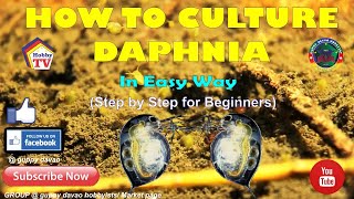 HOW TO CULTURE DAPHNIA In Easy Way [upl. by Gora]