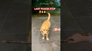 Drop it failsjunior goldenretriever happy dropit love cuteshortsviral shorts trending [upl. by Betteann]