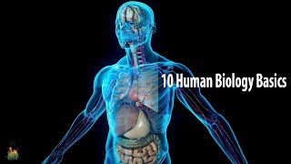 10 Human Biology Basics Everyone Should Know [upl. by Talyah417]