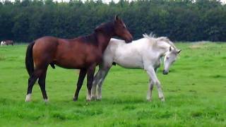 Horses in the field Stabilized [upl. by Zzaj]