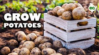 How to Grow EASY Potatoes From Seed to Harvest 🥔 [upl. by Nara681]