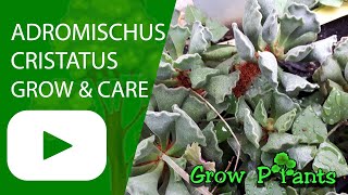 Adromischus cristatus  grow amp care Crinkle Leaf Plant [upl. by Eiddal]