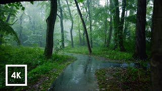 Relaxing Walk in the Rain Umbrella and Nature Sounds for Sleep and Relaxation  4k ASMR [upl. by Inek]