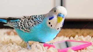 Budgie singing to mirror  Parakeet Sounds [upl. by Laemaj31]