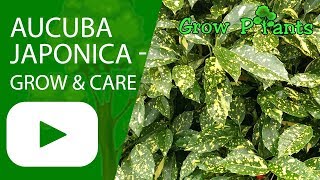 Aucuba japonica  grow amp care [upl. by Dix]