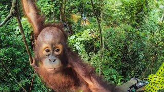 CUTE Orphan Orangutans Learn How To Climb  Primates  BBC Earth [upl. by Esiahc]