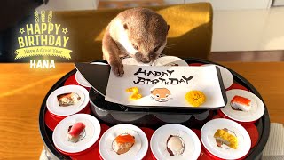 カワウソハナの誕生日は回転寿司パーティーで大興奮！ Otter Hana Happy Birthday Conveyor Belt Sushi Party [upl. by Atirehs]