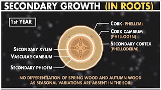 Secondary Growth in Dicot Root  Anatomy of Plants  Class 11 Biology [upl. by Andrea]