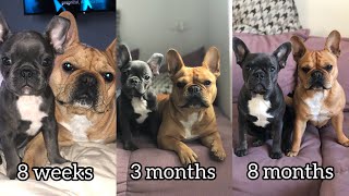 French Bulldog Growing Up From 8 Weeks to 8 Months [upl. by Eimyaj909]