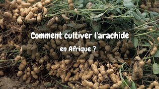 Comment cultiver larachide en Afrique [upl. by Ydnys278]