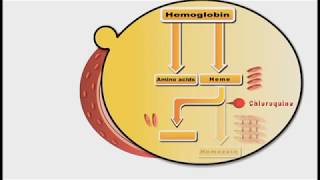 Antimalarial drugs animation Chloroquine [upl. by Eetnwahs]