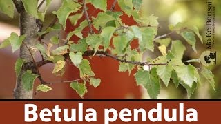 141 Silver Birch Betula pendula Easy Bonsai Trees for Beginners [upl. by Annoyi]