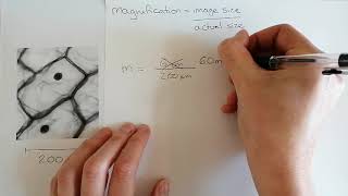 Calculating magnification Microscope calculations [upl. by Prem848]