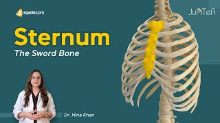 Sternum  Introduction  Thoracic Cavity  Bone Anatomy [upl. by Culosio743]