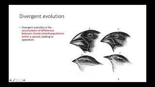 Convergent vs Divergent Evolution [upl. by Nahbois427]