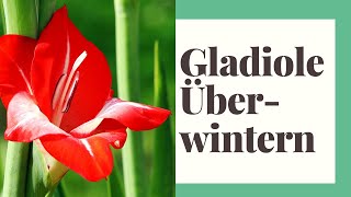 Gladiolen überwintern  Gladiole winterfest machen [upl. by Ashlin]