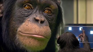 Chimp vs Human  Memory Test  BBC Earth [upl. by Hteboj300]