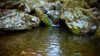 Water Stream Ambience Soft amp Soothing Flowing Water [upl. by Annagroeg]